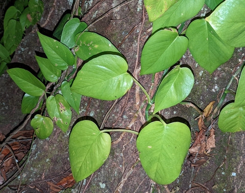 Pianta di edera — Bild 5