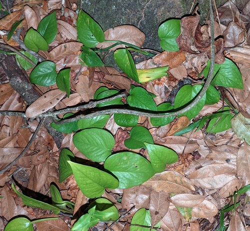 Pianta di edera — Bild 4