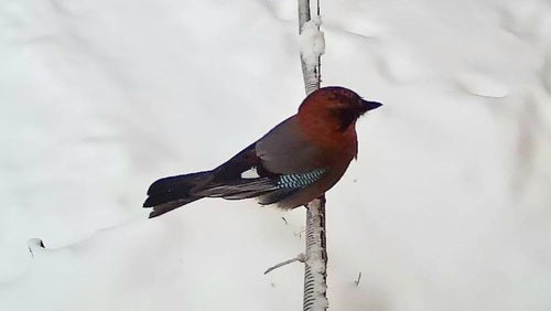 ghiandaia — Bild 5