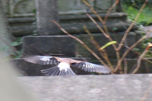 ghiandaia — Bild 5