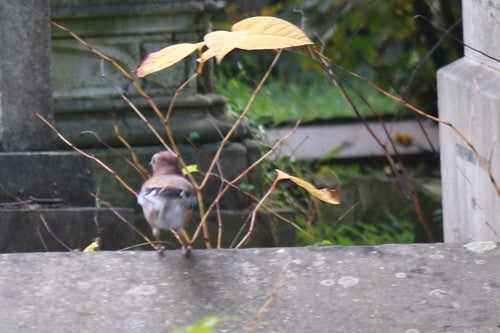 ghiandaia — Bild 3