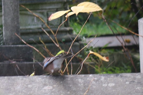 ghiandaia — Bild 4