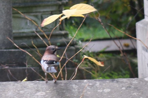 ghiandaia — Bild 2