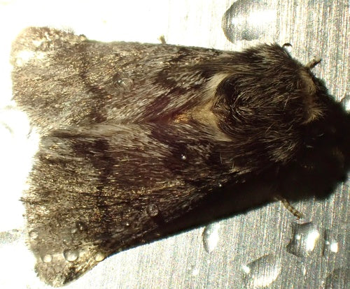 Processionaria della quercia — Bild 4