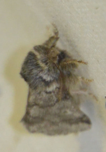 Processionaria della quercia — Bild 2