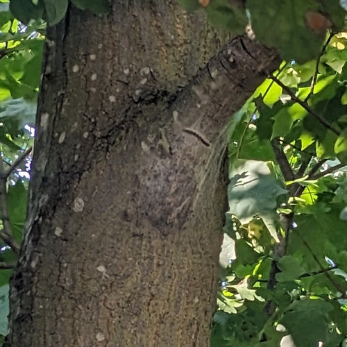 Processionaria della quercia — foto 5 di 49