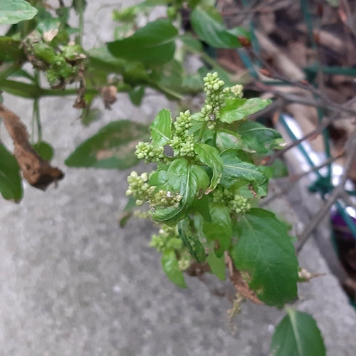 Marshmallow annuale — Bild 2