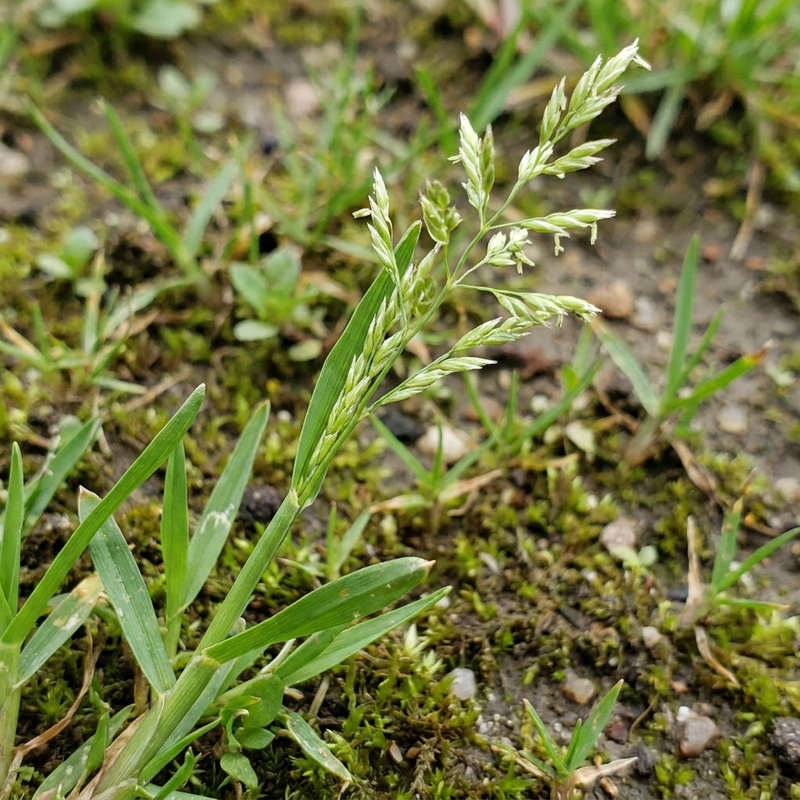 Bluegrass annuale