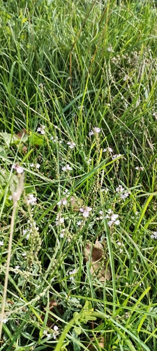 Verbena — Bild 3