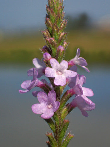 Verbena — Bild 1