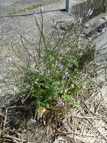 Verbena — Bild 2