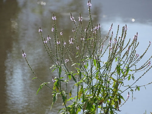 Verbena — Bild 3