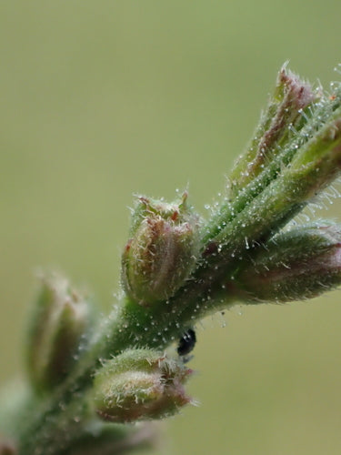 Verbena — Bild 4
