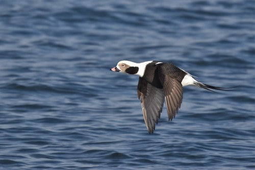 Anatra dalla coda lunga — Bild 5