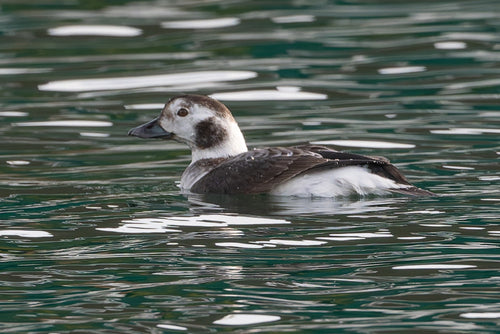 Anatra dalla coda lunga — Bild 3