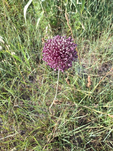 Aglio dell'elefante — Bild 3