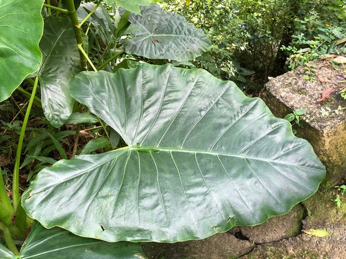 Orecchio di elefante — Bild 3