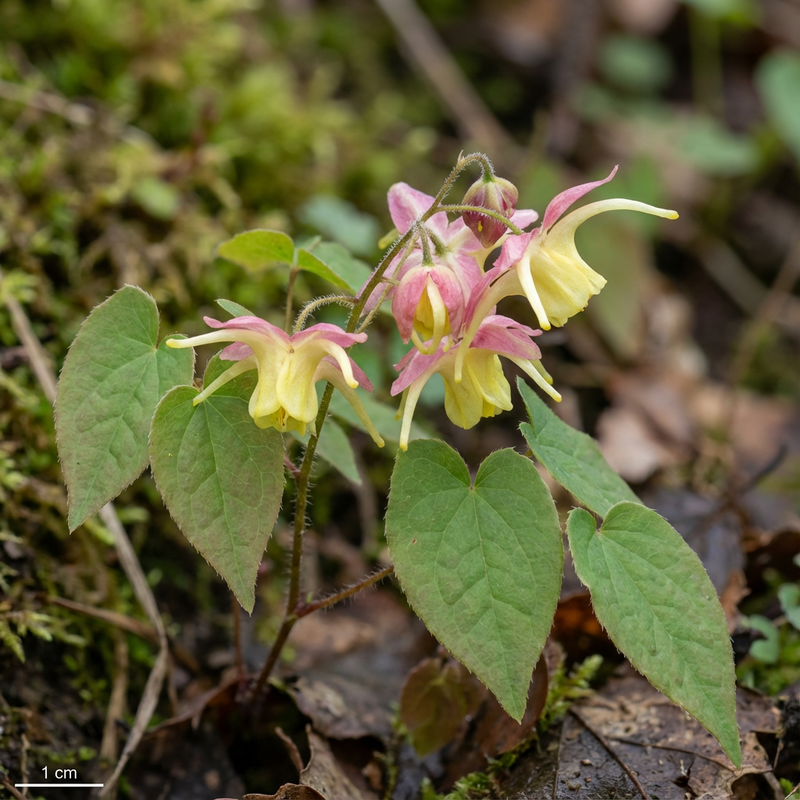 Fiore fata