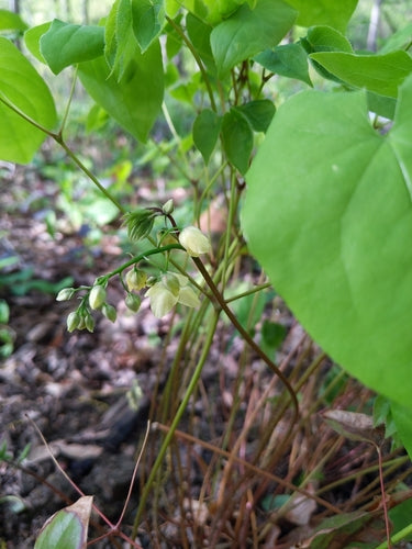 Fiore fata — Bild 5