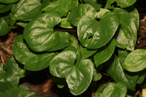 Fiore fata — Bild 4