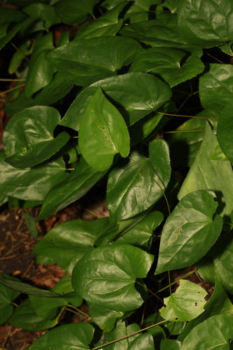 Fiore fata — Bild 3