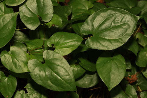 Fiore fata — Bild 2