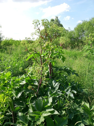 Angelica — Bild 2