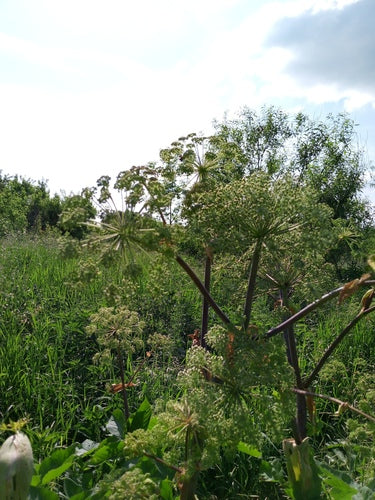 Angelica — foto 3 di 9