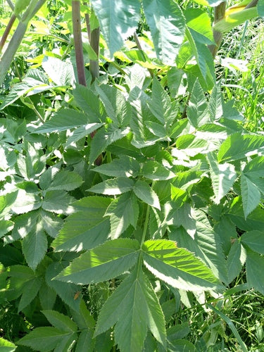 Angelica — foto 4 di 9