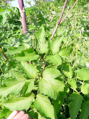 Angelica — foto 2 di 9