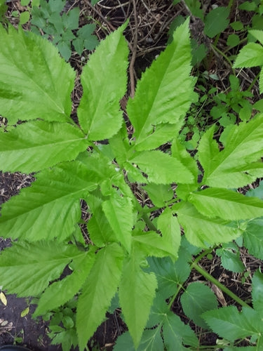 Angelica — Bild 3