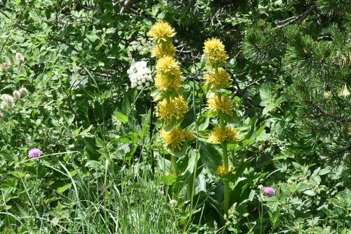 genziana — Bild 4