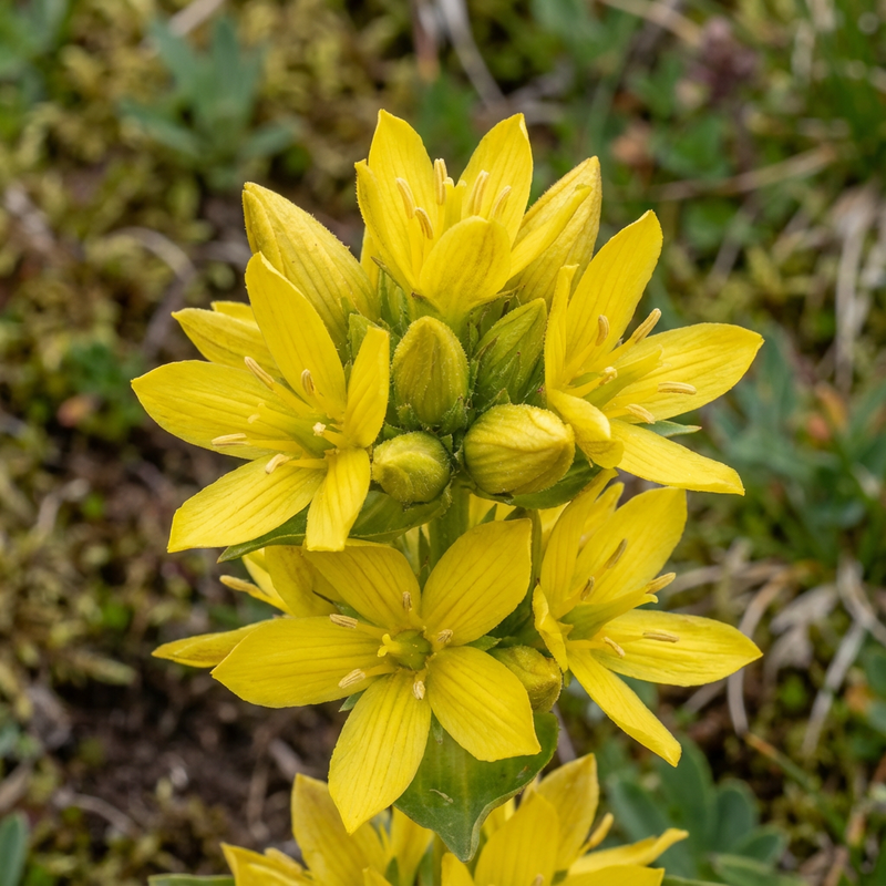 genziana