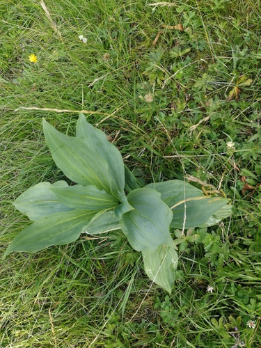 genziana — Bild 1