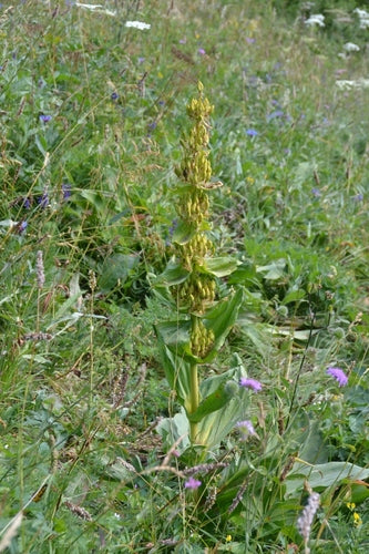 genziana — Bild 2