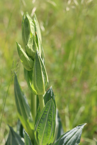 genziana — Bild 3