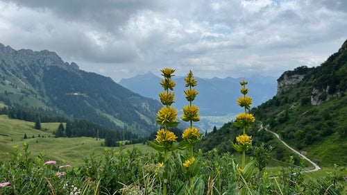 genziana — Bild 5