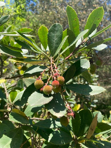 Corbezzolo — foto 3 di 9