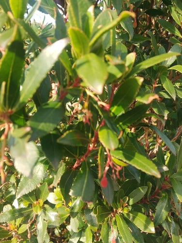 Corbezzolo — foto 4 di 9