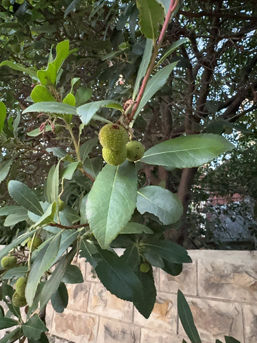 Corbezzolo — Bild 2