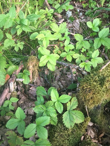 Fragole — Bild 4