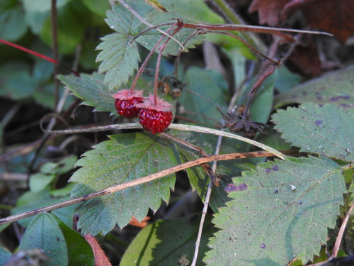 Erdbeeren - Bild 8
