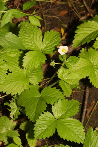 Fragole — Bild 3