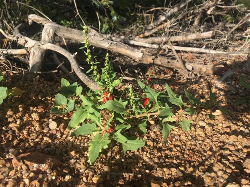 Spinaci alla fragola — Bild 1