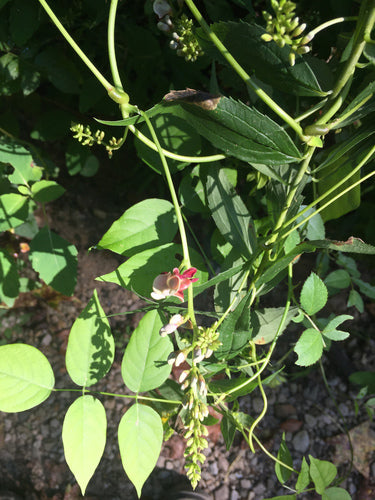 Lampadina terrestre — Bild 3