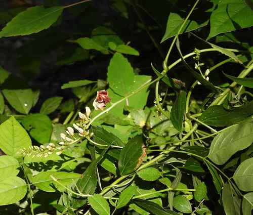 Lampadina terrestre — Bild 2