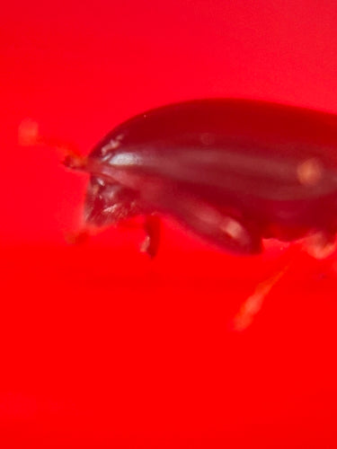 Coleotteri delle pulci — Bild 5
