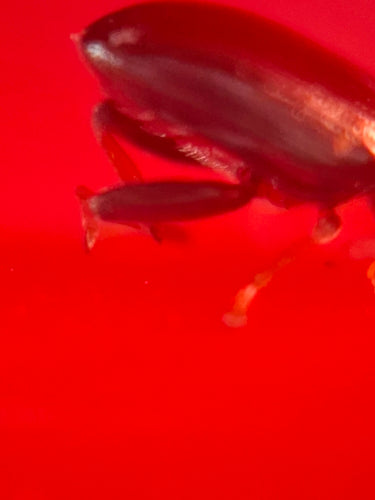 Coleotteri delle pulci — Bild 3