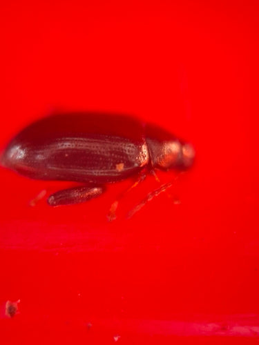 Coleotteri delle pulci — Bild 2