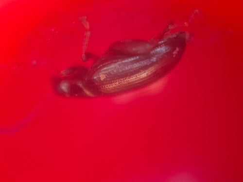 Coleotteri delle pulci — Bild 1